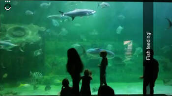 Picture from the aquarium