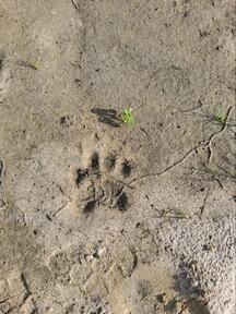 Picture of bear paw print